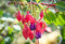 25 Pieces Seminole Squash Plant Seeds: Only Seeds