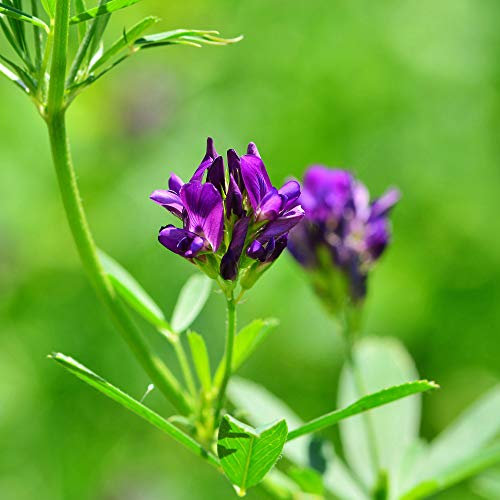 Erba Medica 25 kg Semi Cappotto Rhizobien Geimpf. Medicago Sativa Erba Medica Schneckenklee