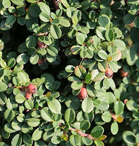 10x Kriechmispel Streibs Findling 10-15cm - Cotoneaster dammeri