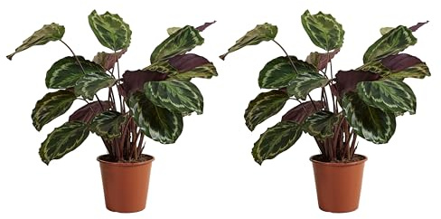 Bloomique – 2er-Set – Calathea Medallion – Pfauenpflanze – Zimmerpflanzen – Luftreinigend – Haustierfreundlich – 70-90 cm hoch – Topf 19 cm