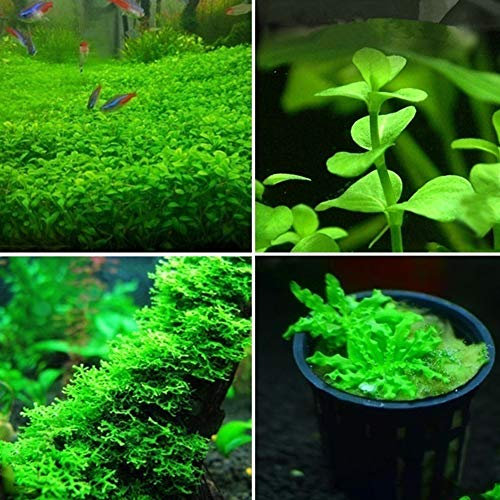 300 / 500Pcs Semi Di Piante Acquatiche Rare Acquario Sott'acqua Muschio Erba Stelo Decor Semi Graziosi 500 pz