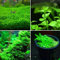 300 / 500Pcs Semi Di Piante Acquatiche Rare Acquario Sott'acqua Muschio Erba Stelo Decor Semi Graziosi 500 pz