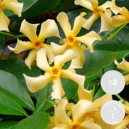 Bloomique - 2er-Set - Trachelospermum Jasminoides - Toskanischer Jasmin - Gelb - Kletterpflanzen - Gartenpflanzen - Winterhart - Immergrün - 50-70 cm Hoch - Topf 15 cm