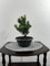 gartenbau-service - Mintsuri Taxus cuspidata Lescow japan. Eibe Bonsai Rohware Schale x