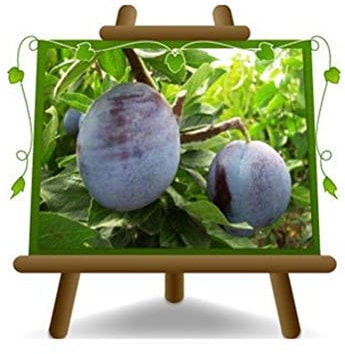 Große Pflaumenbäume von Felisio - Obstpflanze auf Blumentopf 26 - Baum max 200 cm - 4 Jahre Anbau Italien