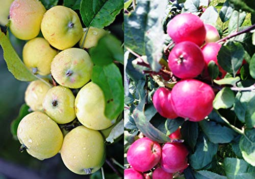 Duo Apfel Kitajka, Zwei Sorten Mini-Apfel Baum Uralskaj Nalivnaj + Red Kitajka