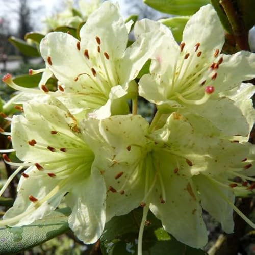 Rhododendron 'Shamrock' 25-30 cm pot | Petit rhododendron persistant, fleurs vert clair originales, idéal collection