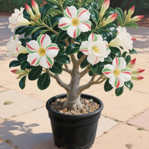 Rizomas de rosa del desierto. Hojas altas y grandes. ideal para embellecer el paisaje.Tolera el frío.（NVNJHJN）.-1 Rizomas-B