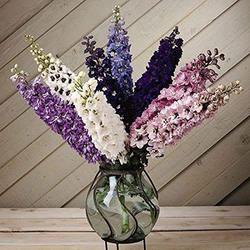 TOYHEART 1000 Pezzi Semi Di Fiori Premium Buon Raccolto Semi Di Delphinium Prolifico Regalo Di Giardinaggio Annuale Semi Di Larkspur Per Esterni Seme