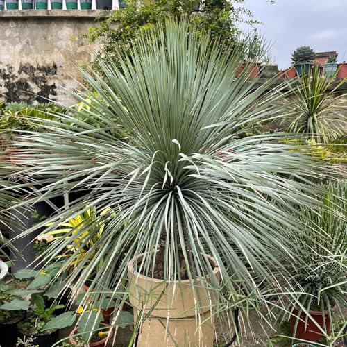 15 pcs palmlilie winterhart samen, winterharte pflanzen für balkon, outdoor pflanzen (Yucca rostrata) bonsai, bodendecker samen winterhart samen, pflanzensamen topfpflanzen echt, gartensamen
