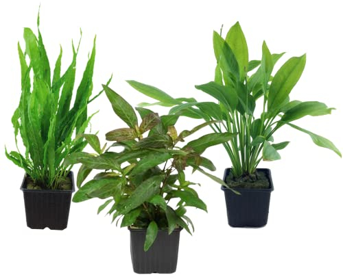 AquaOne Aquarium Pflanzen I 3X Mutterpflanzen XL I Mutterpflanze Aquarienpflanze I Echinodorus grisebachii Microsorum pteropus Hygrophila corymbosa I Set mit 3 Wasserpflanzen