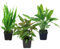 AquaOne Aquarium Pflanzen I 3X Mutterpflanzen XL I Mutterpflanze Aquarienpflanze I Echinodorus grisebachii Microsorum pteropus Hygrophila corymbosa I Set mit 3 Wasserpflanzen
