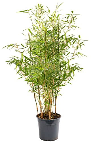 Fargesia Pingwu - Hardy Non-Invasive Clumping Garden Plant Bamboo, Year-Round Dark Green Foliage, Ideal for Screening and Suitable for UK Climate (10 Litre Pot, 110-130cm)