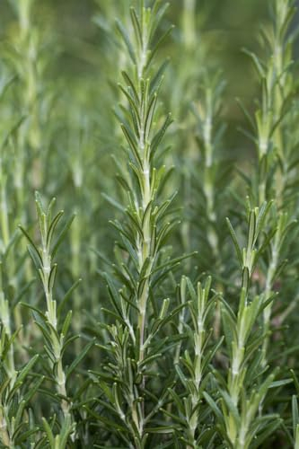 Rosmarinus officinalis 'Arp' ca. 9x9 cm Topf - Rosmarin, aromatische Blätter, winterhart, ideal für Kräutergärten, pflegeleicht