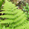 Semillas de helecho avestruz Las plantas de jardín son plantas perennes resistentes. Semillas de Matteuccia struthiopteris Plantas perennes y resistentes para exterior. plantas de 15pcs