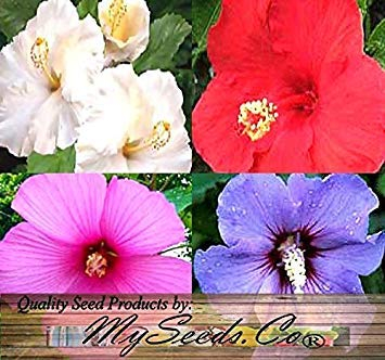 vegherb 10 Seeds - Rose of Sharon Seeds - Staude Strauch - Rose Althea - Hibiscus syriacus