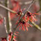 Zaubernuß Diane 40-60cm - Hamamelis intermedia