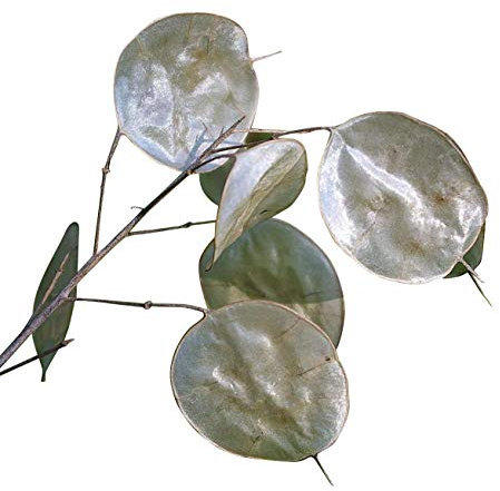 Silberblatt -Lunaria annua- 8 Samen 'Einjähriges Silberblatt''
