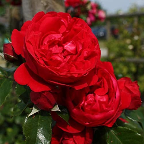 Kletterrose 'Florentina'®, rote Buschrose, wurzelnackt, winterhart, robust, mehrjährig, Qualität aus Müllers Baumschule, inkl. Pflanz- und Pflegeanleitung