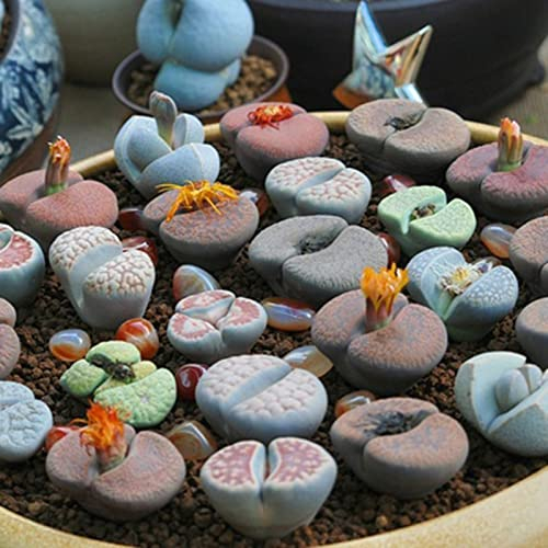 Haloppe 100 Stück Lithops-Blumenpflanzensamen für die Bepflanzung des Hausgartens, Lithops-Kaktus-Sukkulentensamen für den Innenbereich Lithops-Samen