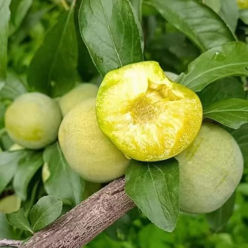 pflaumenbaum winterhart samen - pflaumen samen, säulenobst balkonpflanzen, sträucher winterhart blühend pflaume baum samen, obstbäume, kaufen geschenke für gartenliebhaber seltene 40pcs