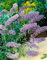 Buddleja davidii 'Sophie' 40-60 cm - Schmetterlingsflieder, lila Blüten, Blütezeit Juli-September, Schmetterlingsmagnet, pflegeleicht und winterhart