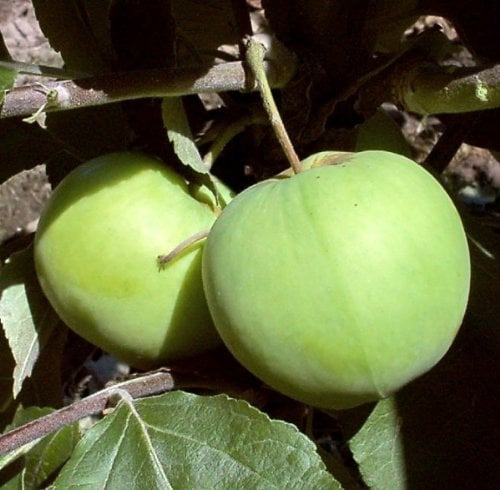 Apfelbäumchen Klarapfel Busch