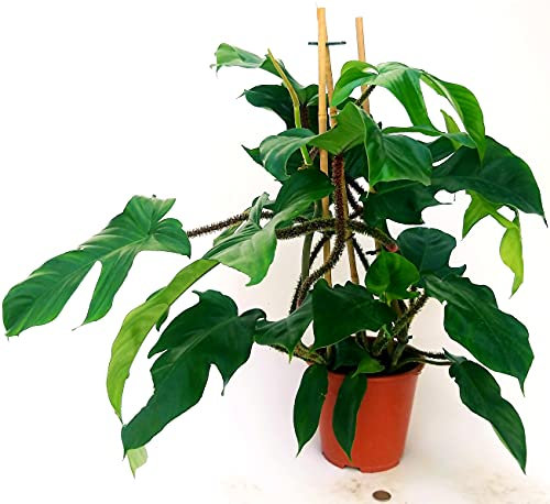 POWERS TO FLOWERS - PHILODENDRON, PHYLODENDRON, MONSTERA SQUAMIFERUM XXL, VASO 20CM, pianta vera