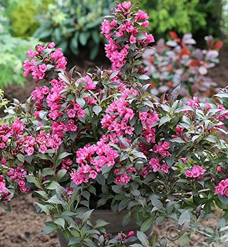Weigelie Minor Black 40-60cm - Weigela florida - lebende Gartenpflanze aus den Baumschulen