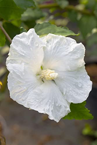 Hibiscus syriacus 'Eleonore' 60–80 cm – Winterhart, Mehrjährig, Pflegeleicht – Gartenhibiskus – Heckenpflanze für Garten & Sichtschutz