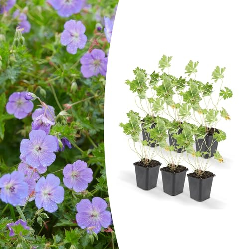 Trendyplants – Geranium Rozanne – 6 stycken – storknäbb – höjd 20–30 cm – krukstorlek Ø 9 cm