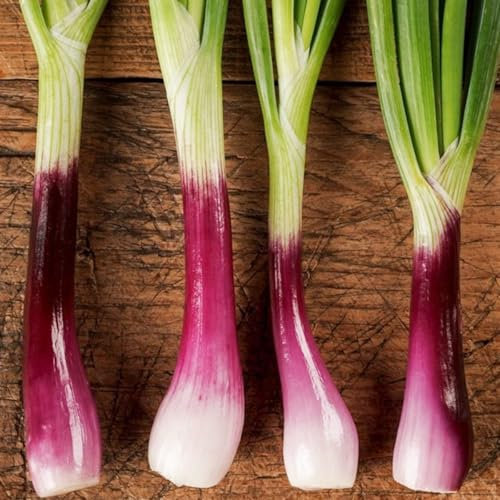 Welldales 50 Winter Hardy Bunching Red Welsh Onion Seeds UK Perennial Yearlong Herb Allium