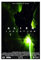 RIELLI Alien Isolationsspiel 4 Leinwand Poster Schlafzimmer Dekor Sport Landschaft Büro Zimmer Dekor Geschenk Rahmen: 30 x 45 cm