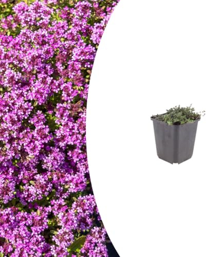 Thymus praecox 'Coccineus' | 12 Stück - 10-25cm - Ø9cm - Gartenpflanze