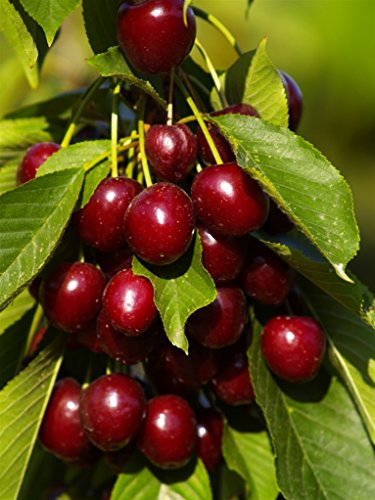 Pianta vera da frutto ALBERO SIMILE DI CILIEGIO DOLCE 'ADRIANA' A RADICE NUDA 1 metro