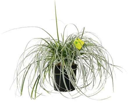 Plantì PIANTA VERA CAREX OSHIMENSIS EVEREST, Carice Variegato - Pianta Sempreverde da Vaso o da Esterno, con Foglie Giallo-Verdi e Alta Resistenza - Diametro Vaso 19 cm