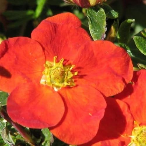3 x Potentilla Fruticosa 'Red Ace'- Strauch-Fingerkraut 'Red Ace' 20-25 cm im Container