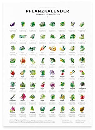 531 Rheinland Design Pflanzkalender und Aussaatkalender für den Garten, Aussaatzeiten für 64 verschiedene Gemüsesorten als Poster in Farbe mit und ohne Rahmen (50 x 70 cm, Nur als Poste)