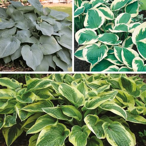 YouGarden Mixed Hosta Collection, Set of Three Established Hosta in 2L Pots, Ready to Plant and Grow, Summer Flowering Plantain Lilies