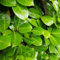 Pianta vera di Prunus laurocerasus Rotundifolia - Diametro Vaso Ø 20 cm