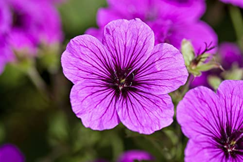 Blutroter Storchschnabel im Topf Geranium sanguineum Bodendecker winterhart