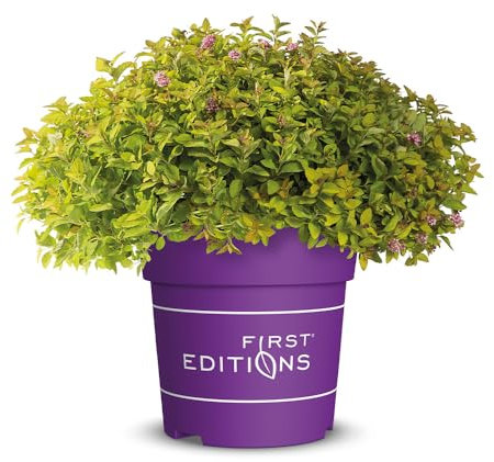 Spiraea, Sundrop, Japanische Spiere, gelbe Blüten, Zierstrauch, pflegeleicht, Gartenpflanze, Sommerblüher, kompakt, dekorativ, Heckenpflanze, winterhart