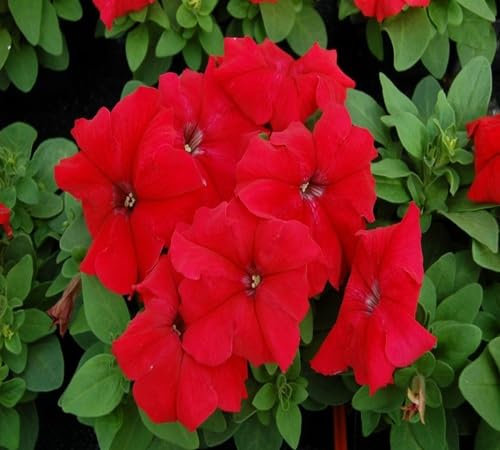 Neue frische 100 Stück neue frische neue frische neue neue neue frische Petunien-Blumensamen 100 Stück rot