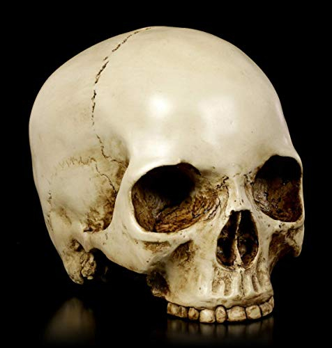 Figuren Shop GmbH Calavera humana sin mandíbula inferior. Artículo decorativo, pintado a mano, altura 13,5 cm