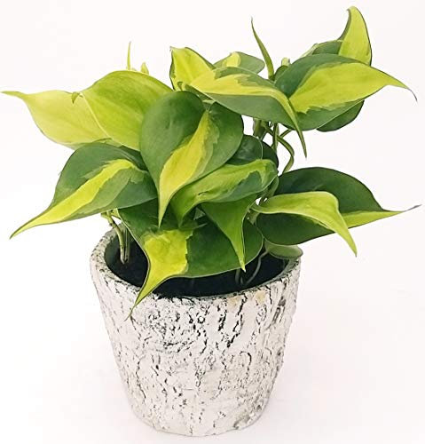 POWERS TO FLOWERS - PHILODENDRON SCANDENS BRASIL IN VASO PIETRA, pianta vera