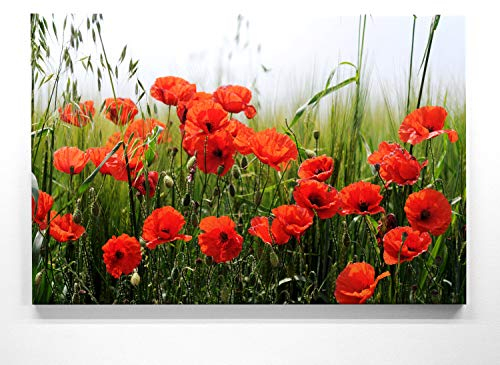 Wunderschöne Mohnblumenbilder auf Leinwand, Mohnblumenfeld - als 120x60cm großes XXL Leinwandbild. Wandbild als Hintergrund und Deko für Wohnzimmer & Schlafzimmer. Aufgespannt auf Holzrahmen