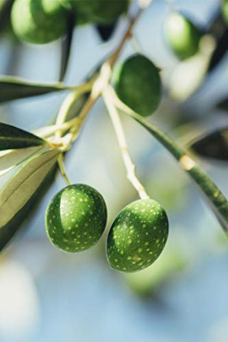 Pianta di Ulivo Albero di Olivo Età 2 anni Pianta da esterno di Ulivo o Olea Europea Pianta vera da mangiare di Ulivo o Olivo venduta da eGarden.store (Bella di Cerignola)