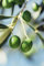 Pianta di Ulivo Albero di Olivo Età 2 anni Pianta da esterno di Ulivo o Olea Europea Pianta vera da mangiare di Ulivo o Olivo venduta da eGarden.store (Bella di Cerignola)