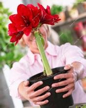 100 Samen Amaryllis Samen, chinesische billig Blumensamen, Amarilis Samen Pflanzkübel, Blumengarten Balkon Herrenhaus