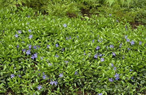 Vinca minor 50 Stück – Winterhart, Immergrün, Pflegeleicht – Kleines Immergrün – Bodendecker für Garten & Beet